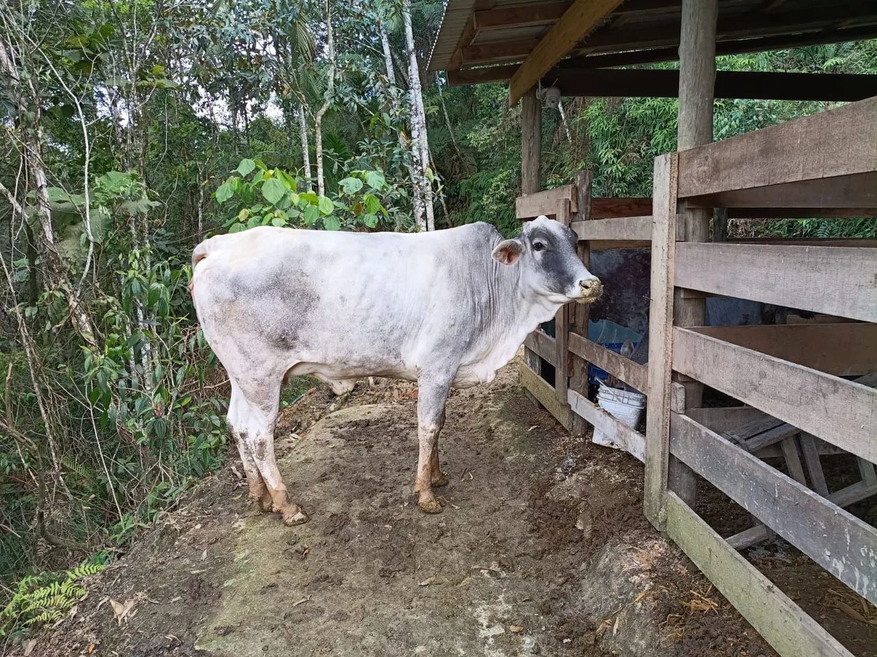 Vaca nelore - Foto 2
