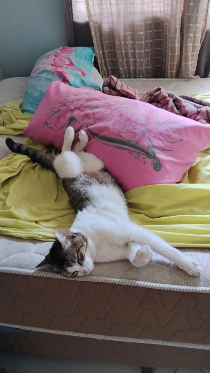 Adoção de gato e gata  - Foto 5