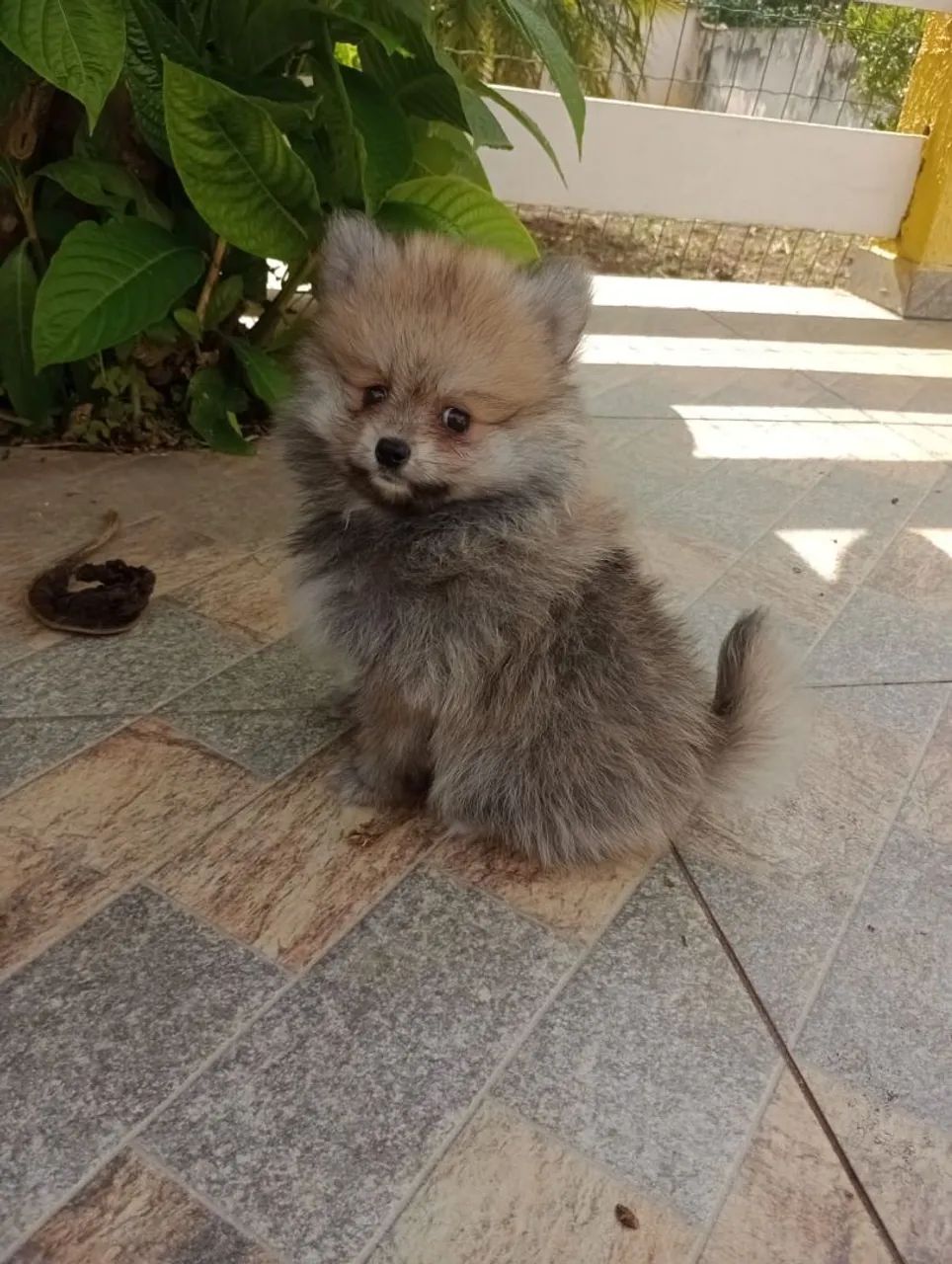 Spitz Alemão Anão Macho. Com pedigree. Entregamos.