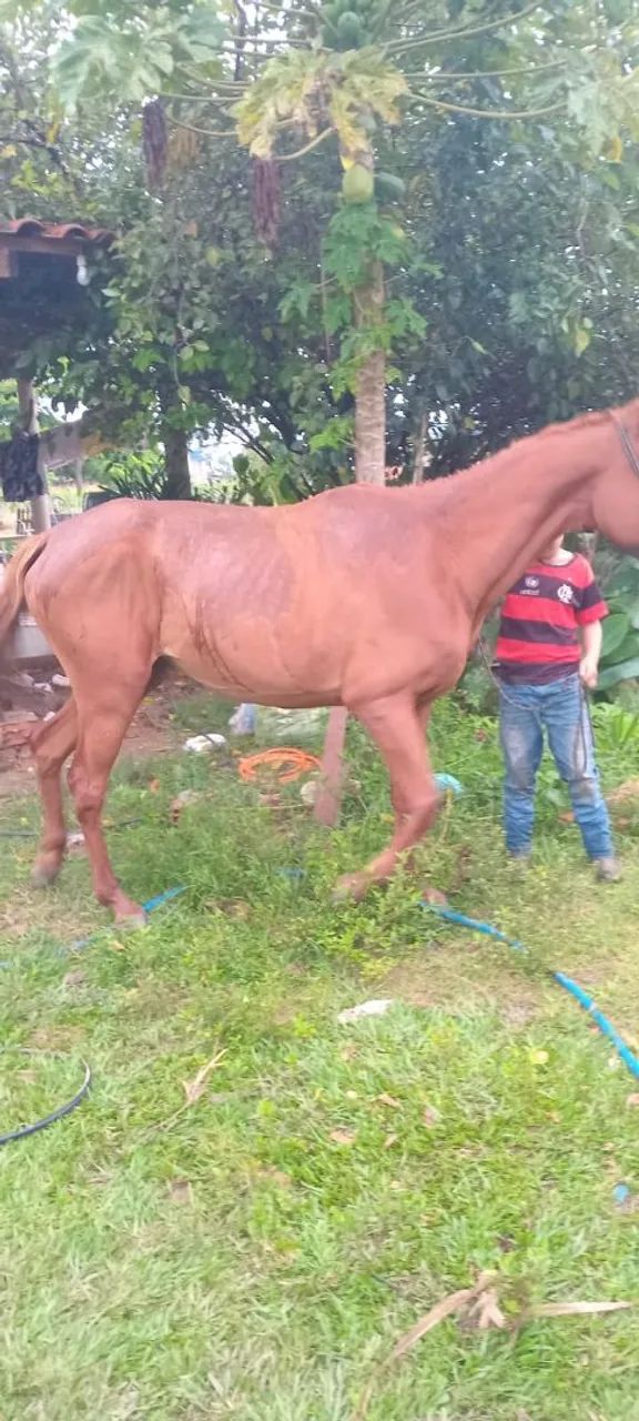 Égua QM extra de grande  - Foto 4