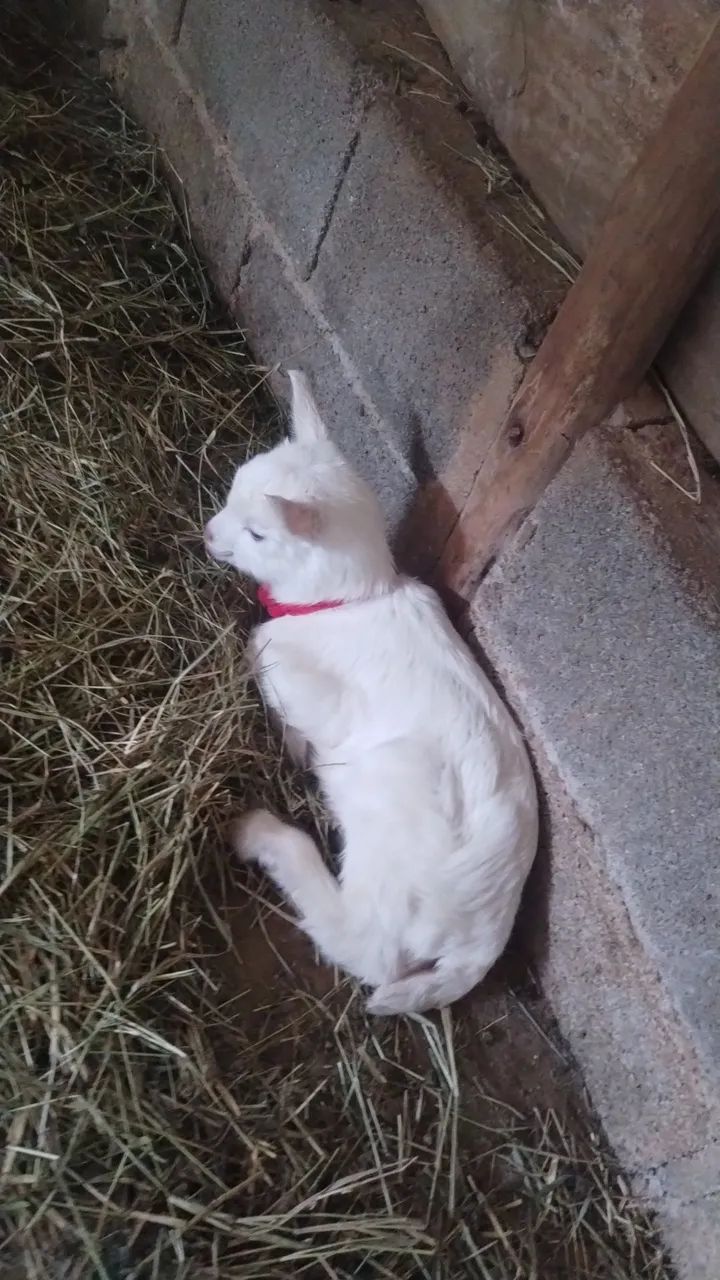  Vendo cabrito saane  - Foto 2
