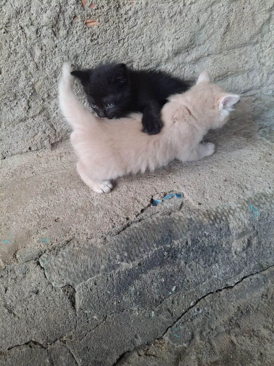 Gatos  - Foto 2