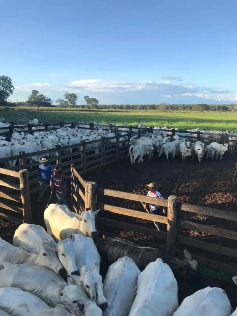Vende-se Fazenda no Município Peixe, Tocantins - Foto 5