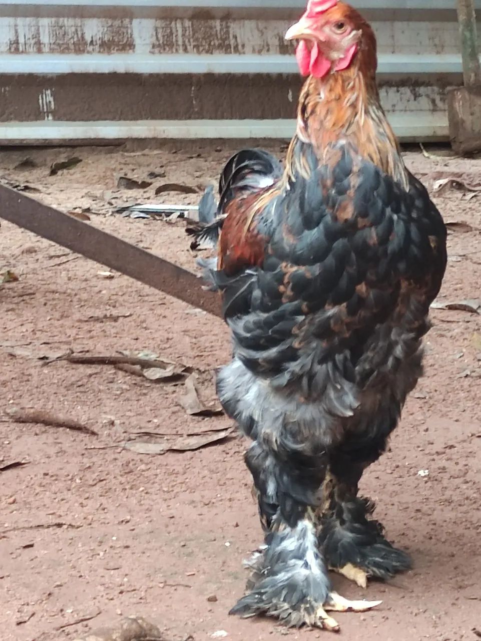 Galinhas brahmas  - Foto 2