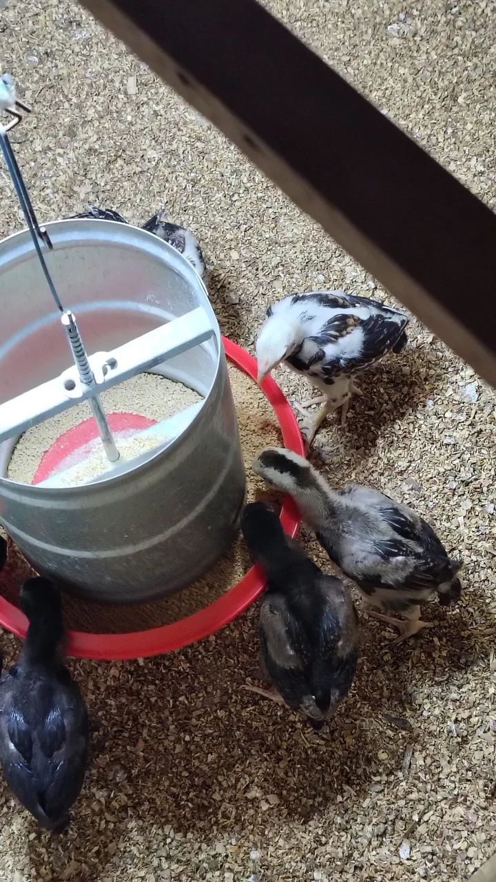 Pintos da raça Mura conhecido como carioca com 25 dias valor individual r$ 30 - Foto 6