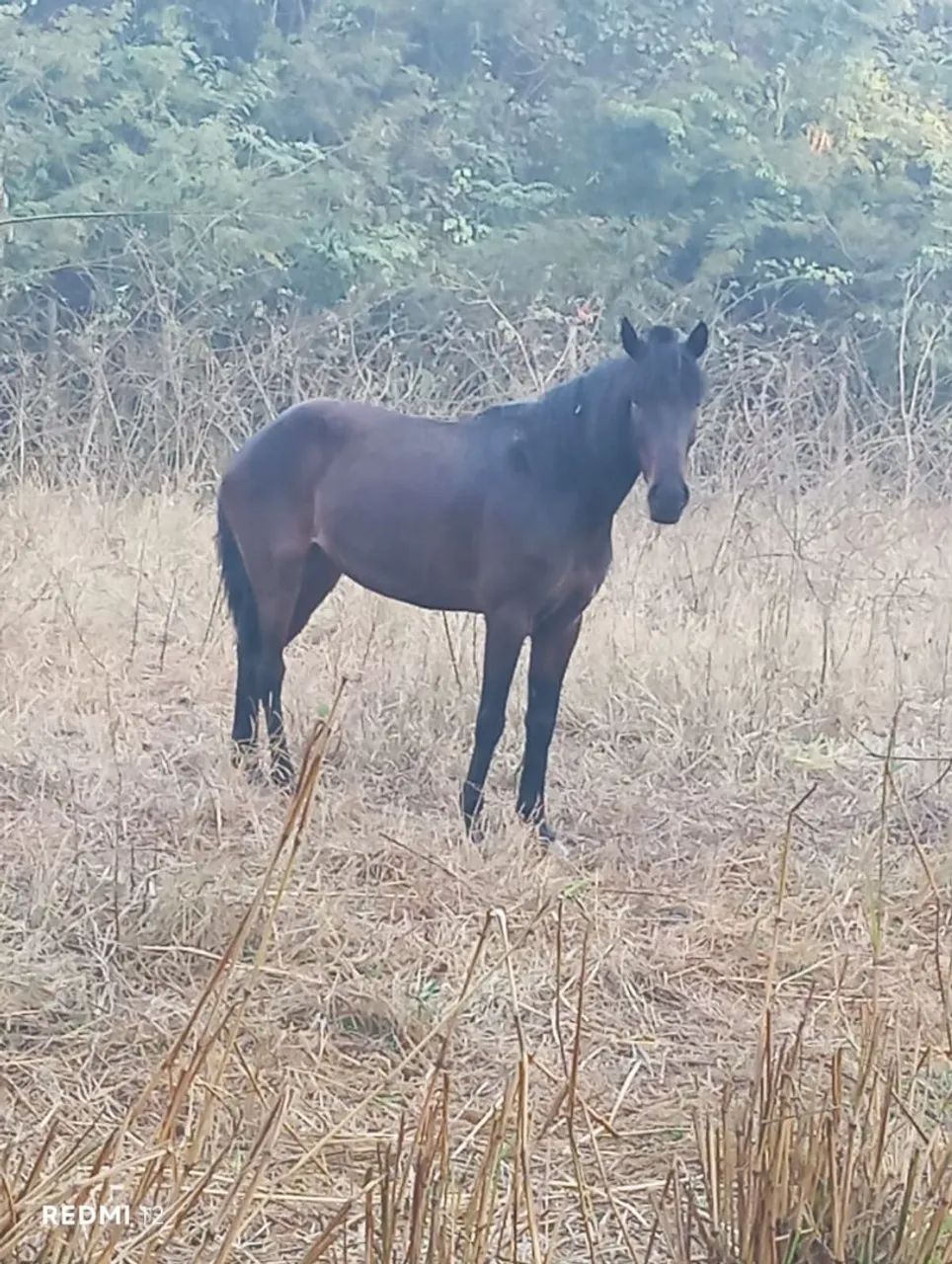 Vende-se égua boa de andar. - Foto 4