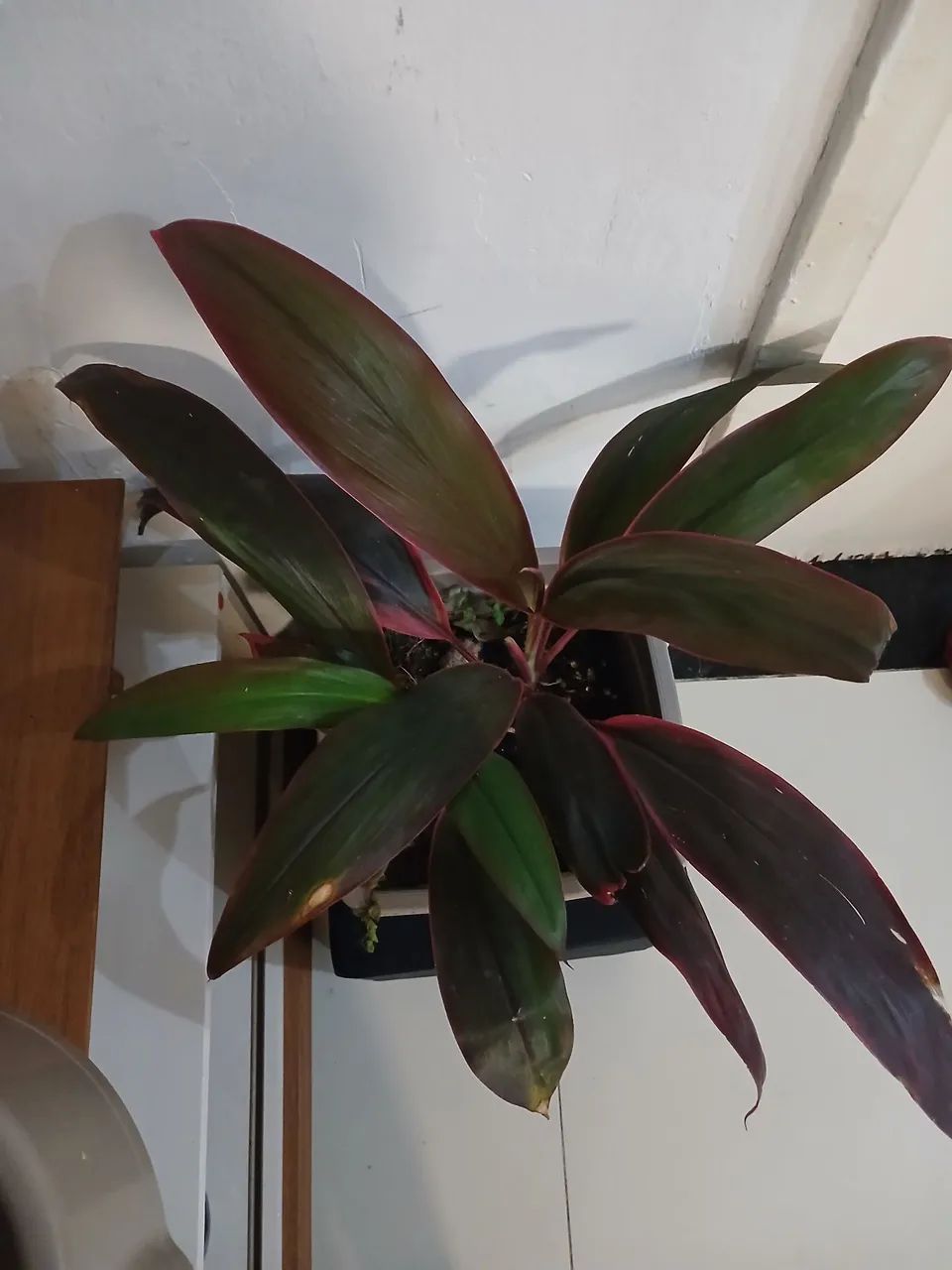 Jarro de planta Rafia