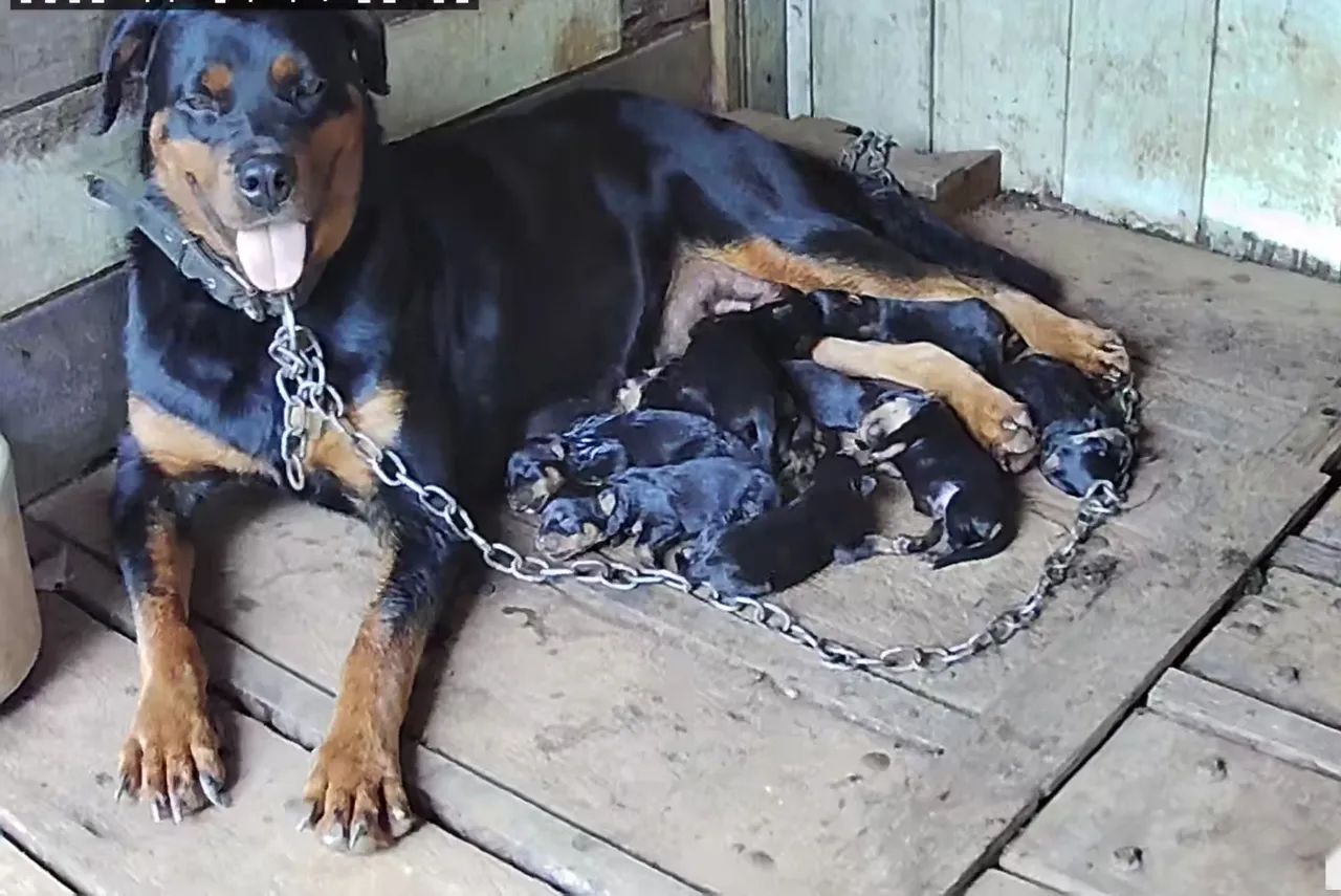 Cachorro contato. Zap * passo no cartão em até 2 vezes - Foto 5