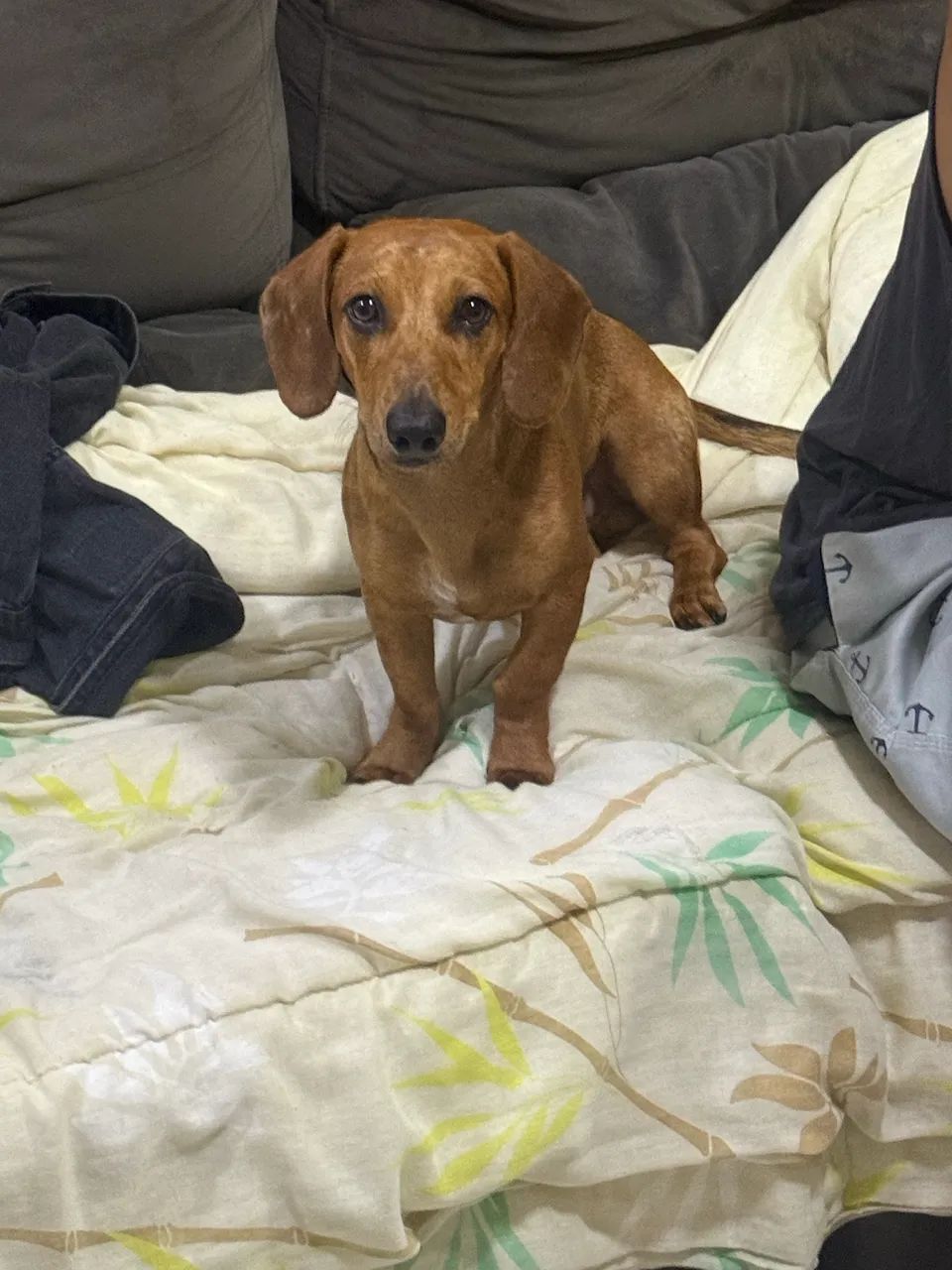 Cachorro salsicha mofado  - Foto 2