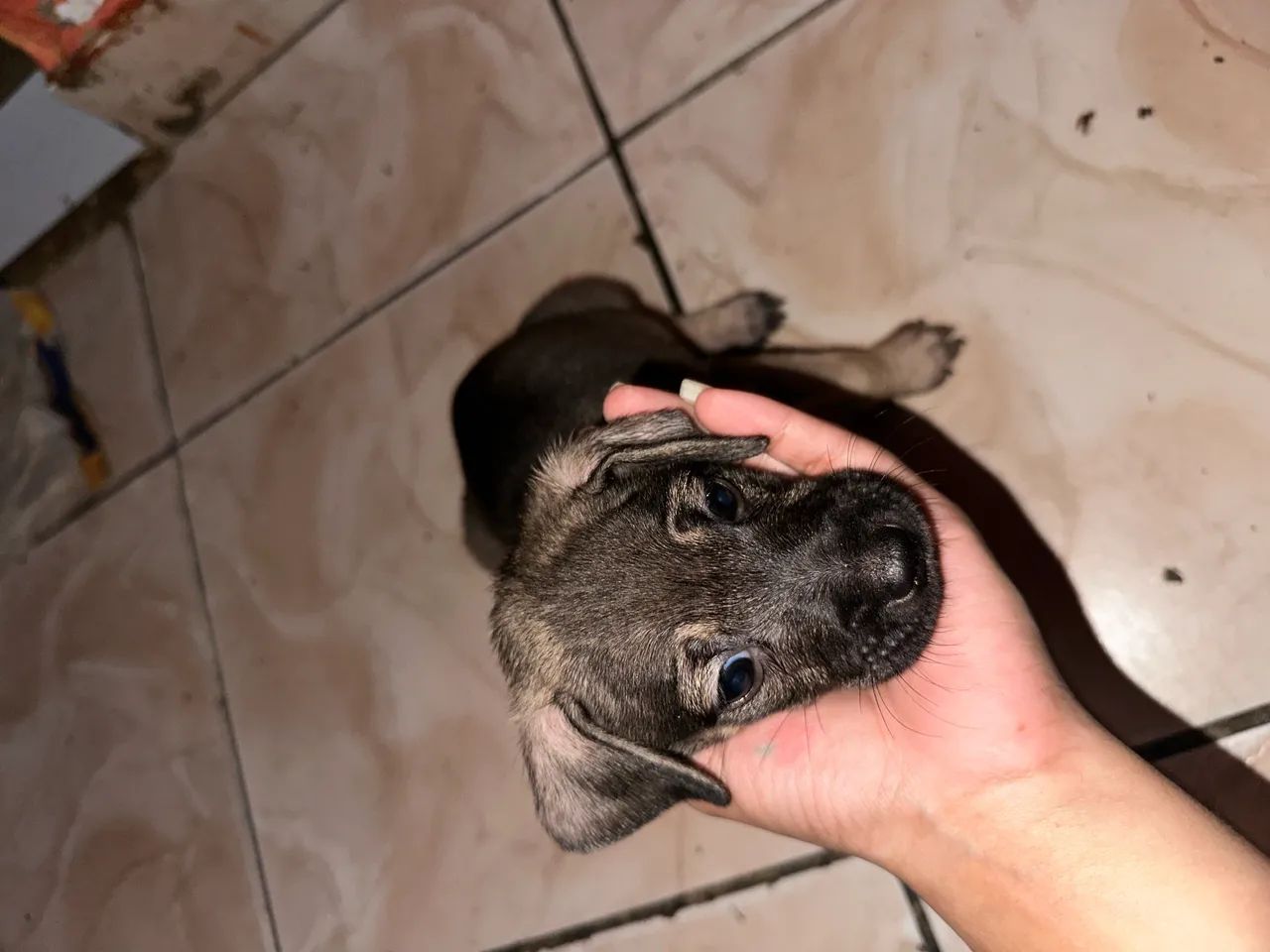 Doação de cachorro - Foto 4
