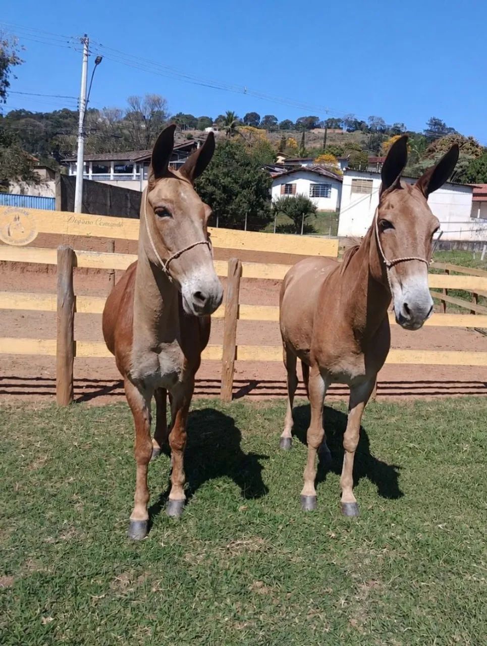 Casal de muar de confiança  - Foto 3