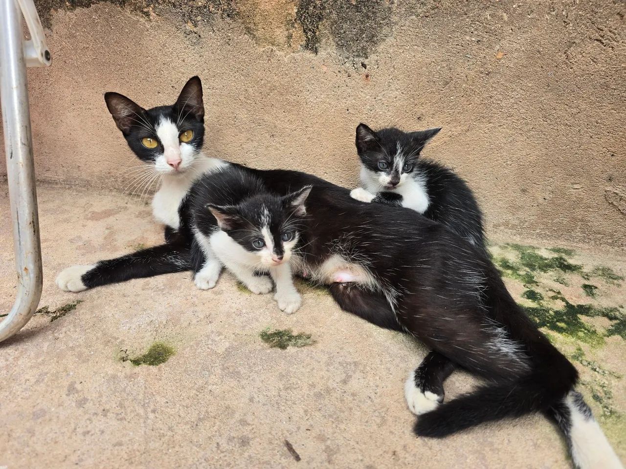 Doação gatinho