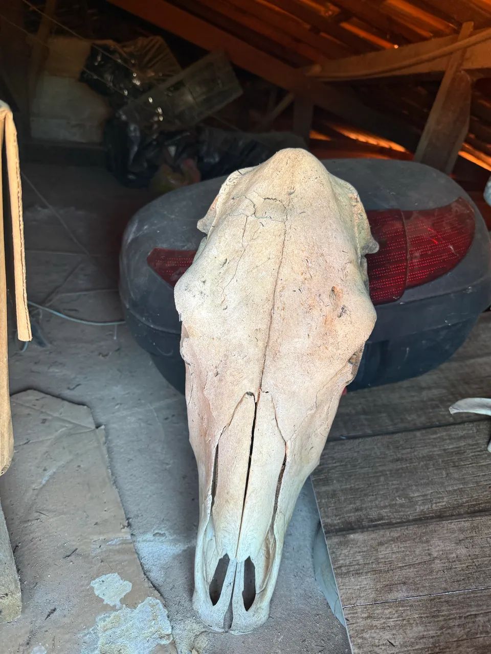 Tronfeu cabeça de vaca decoração 