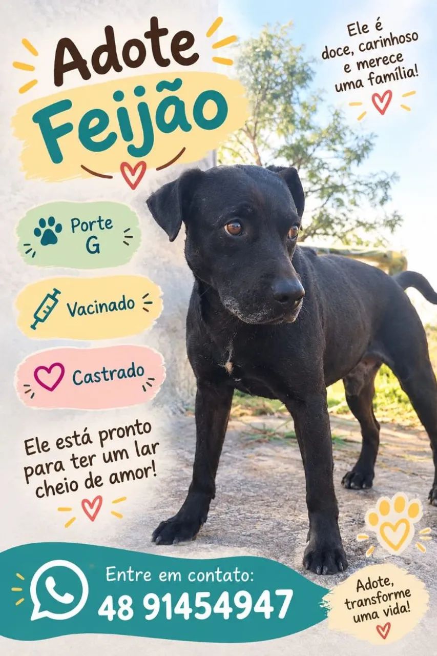 Adoção cachorro - Feijão  - Foto 3