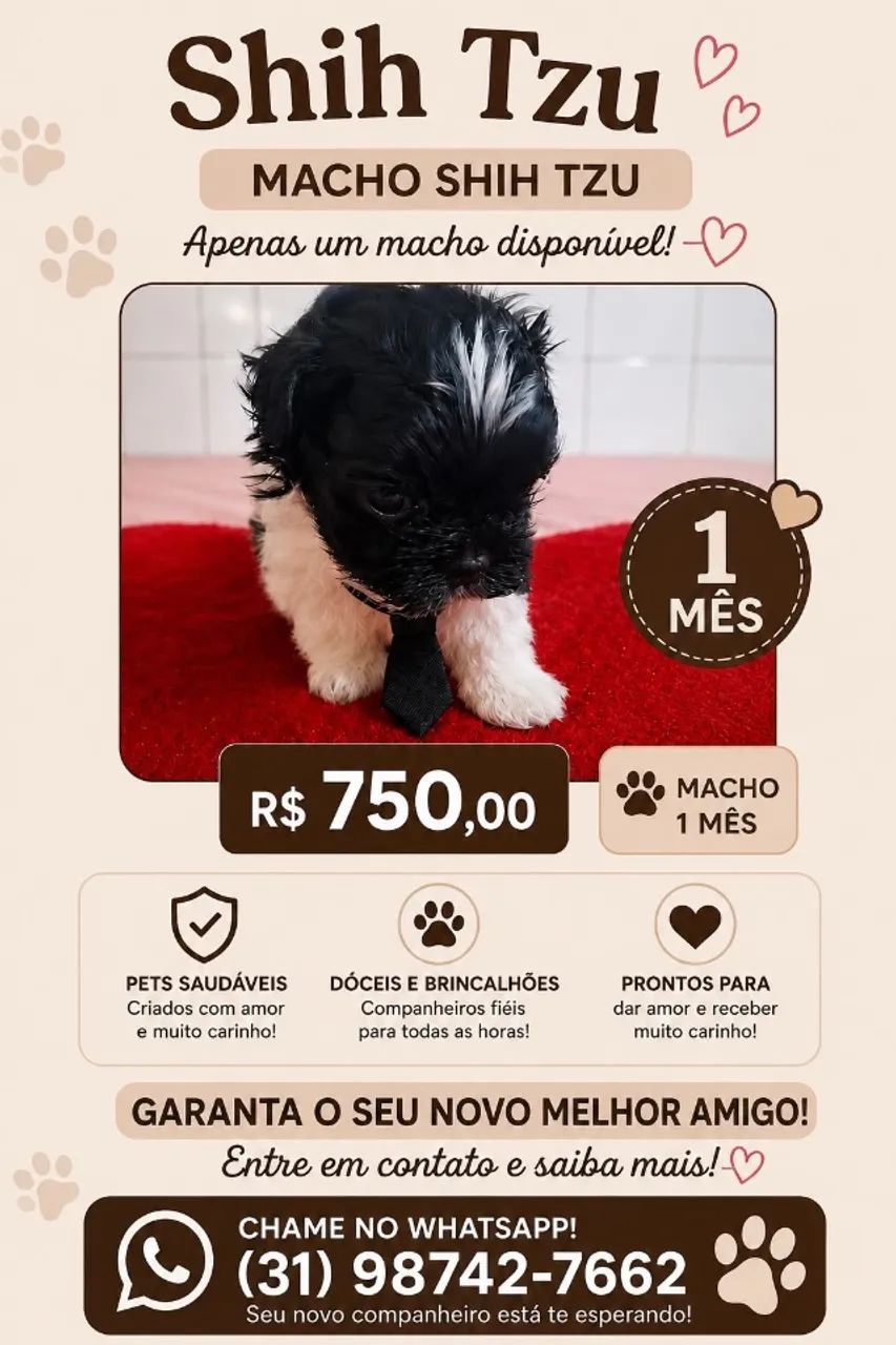 Vende-se mini shitszu 