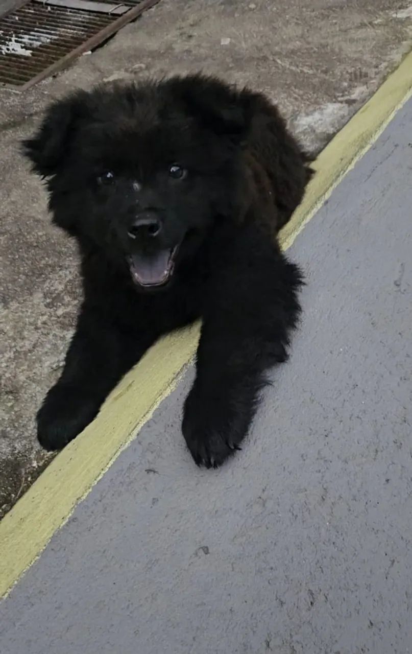 Chow Chow macho apenas esse