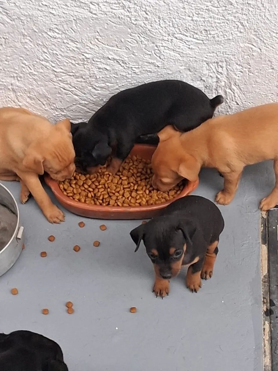 Lindos filhotes de Pinscher