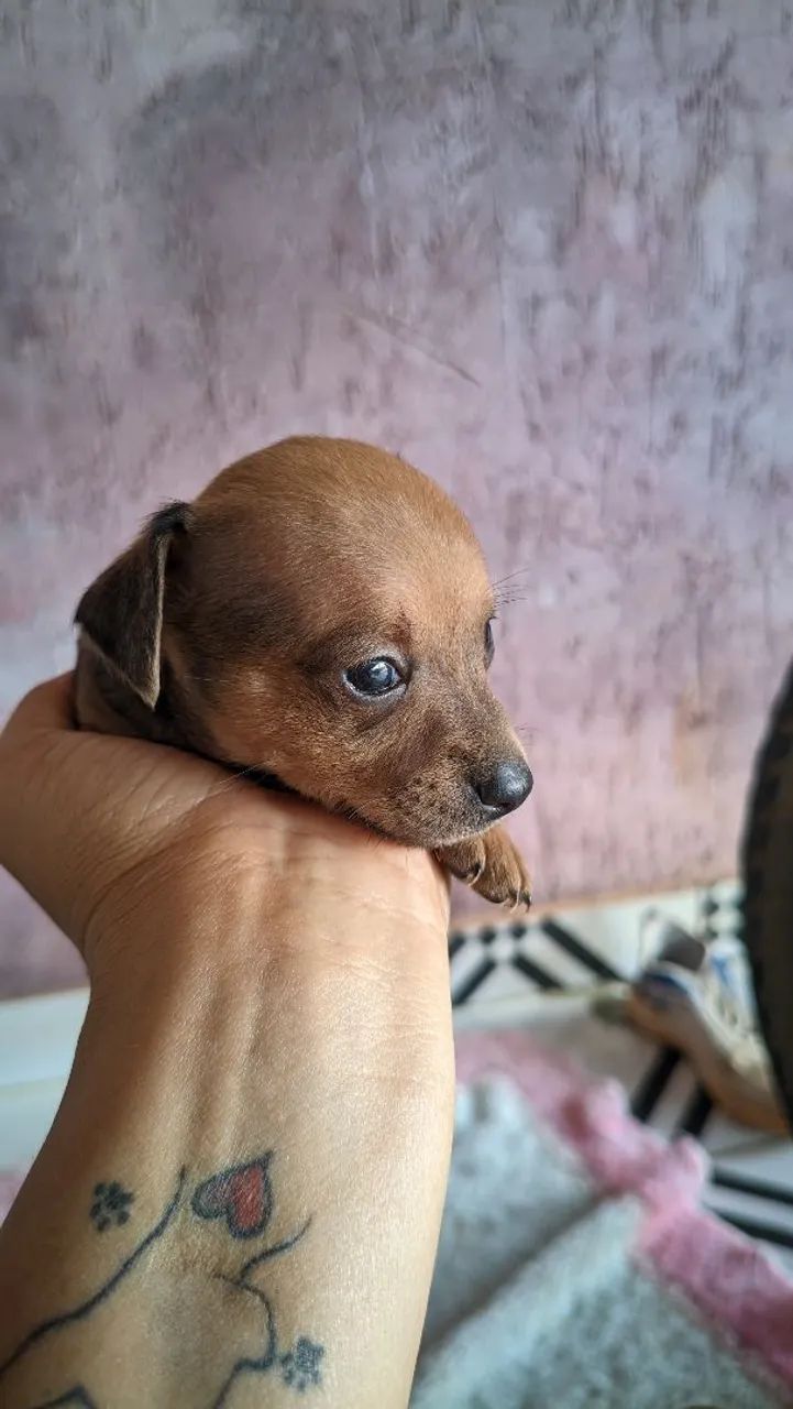 Pinscher 0 - Foto 3