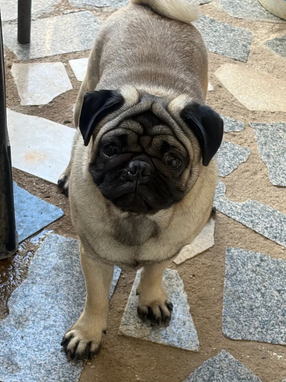 Filhote de pug - Foto 4