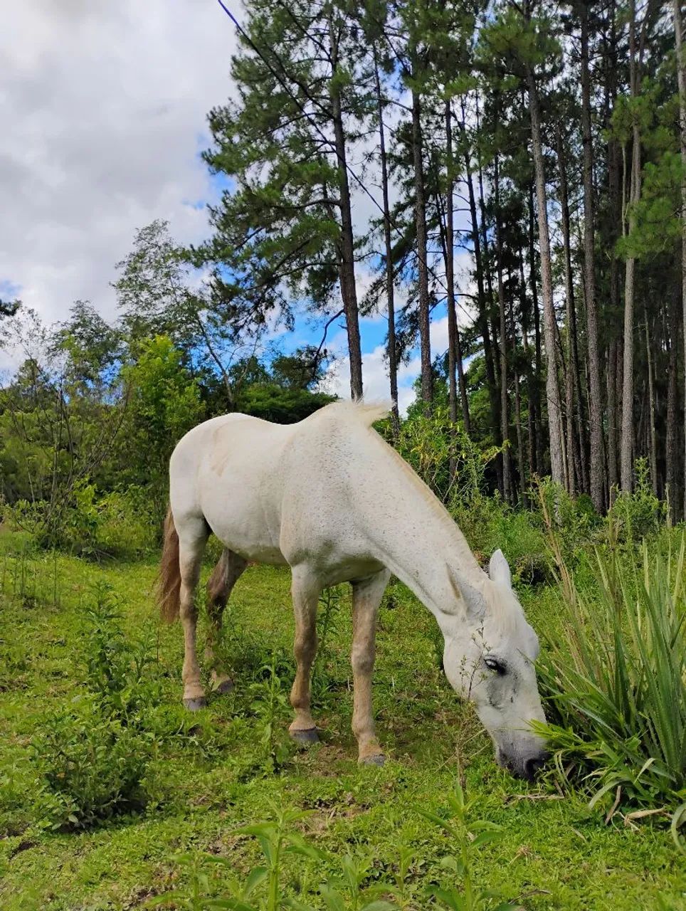 Cavalo Tordilho  - Foto 4