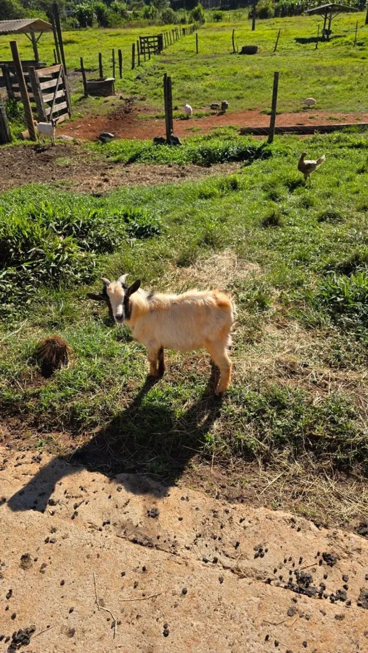 Mini Cabra/micro Cabra/ Goiânia  - Foto 2