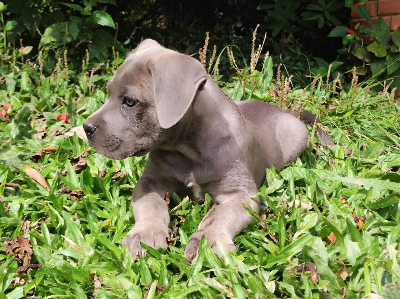 Cane Corso fêmea com pedigree  - Foto 4