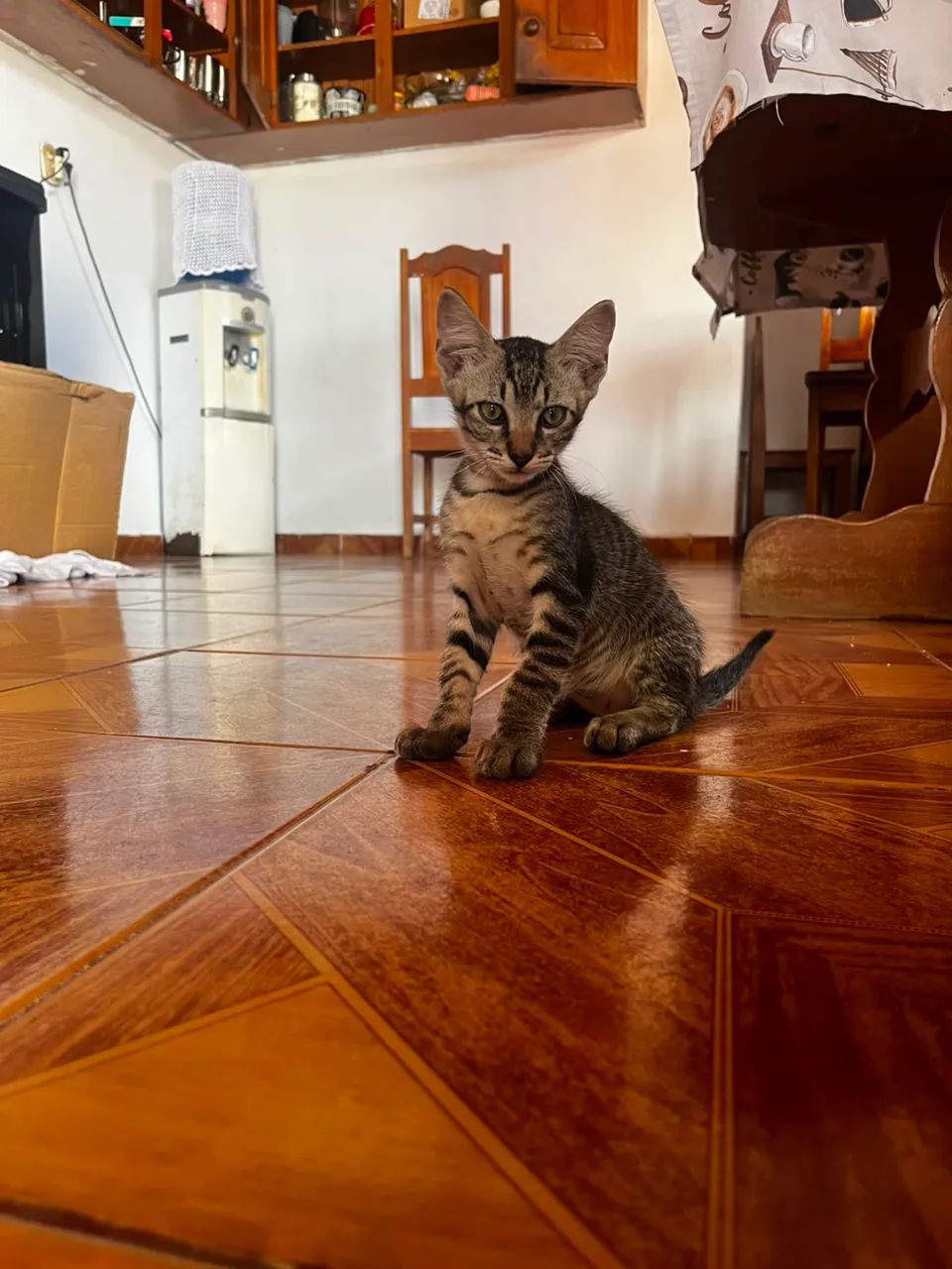 Gatinhos - Foto 2