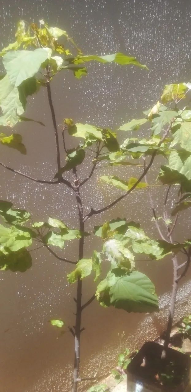 Planta URUCUM. - Foto 5