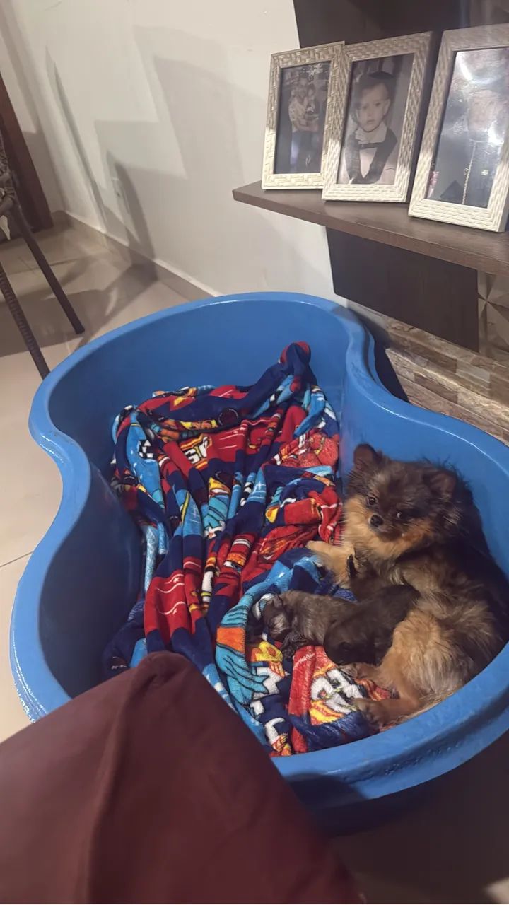 Spitz alemão  - Foto 4