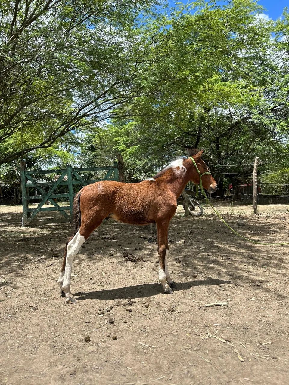 POTRO PAMPA REGISTRADO  - Foto 2