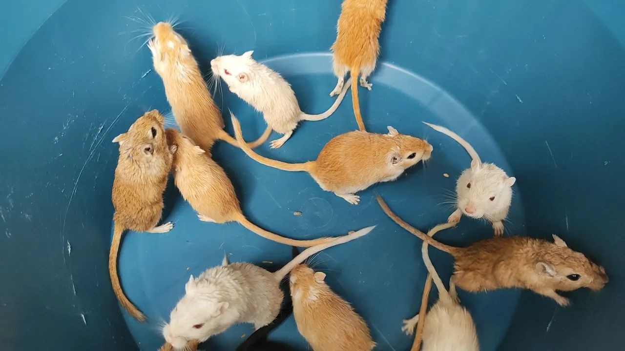 Gerbil65579533497218123