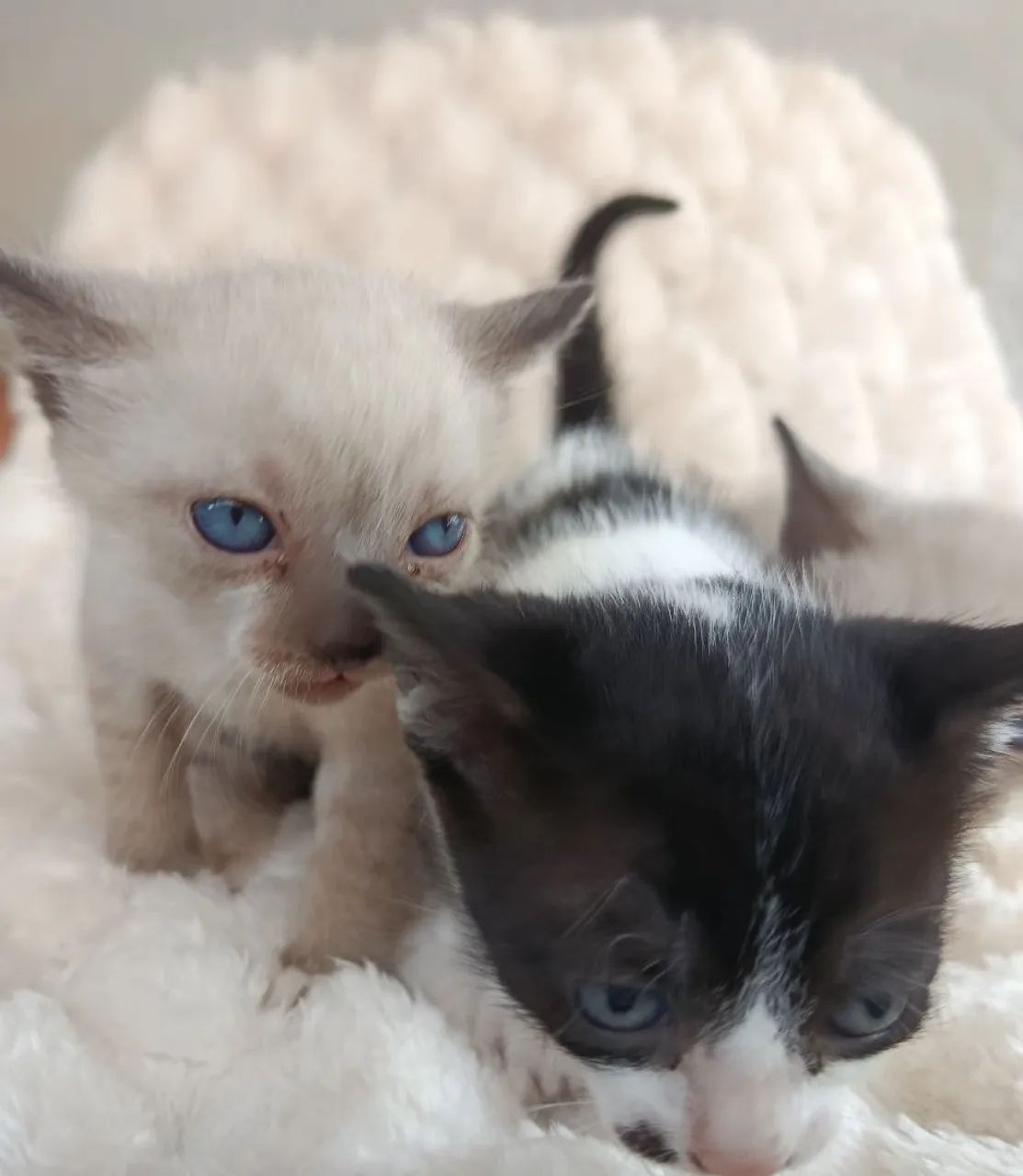 Gatos para doação 