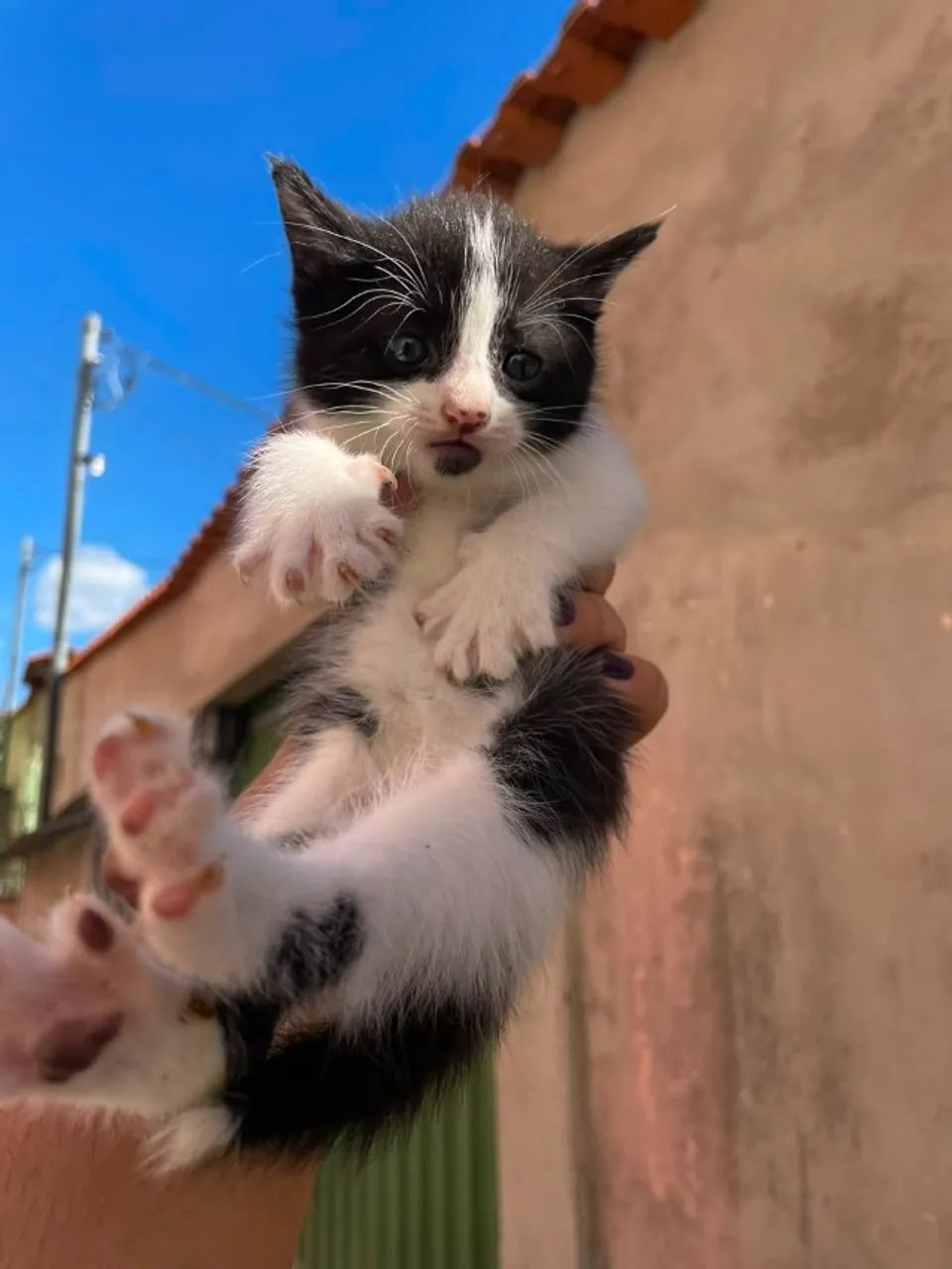 Quatro filhotinhos resgatados procuram um lar cheio de amor  - Foto 5