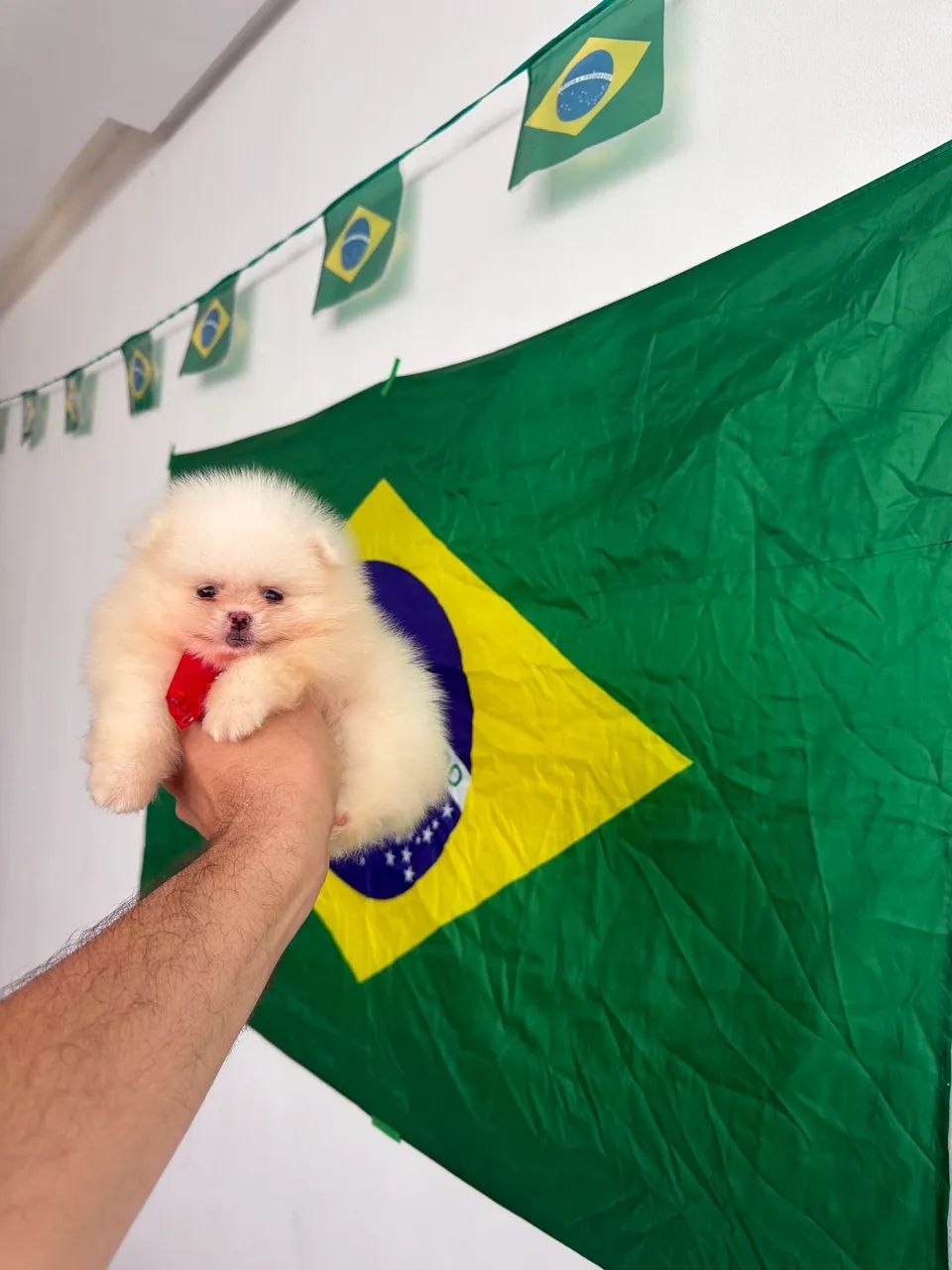 Spitz alemão  - Foto 3