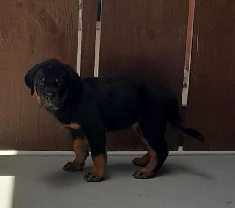 Filhote de Rottweiler  - Foto 5