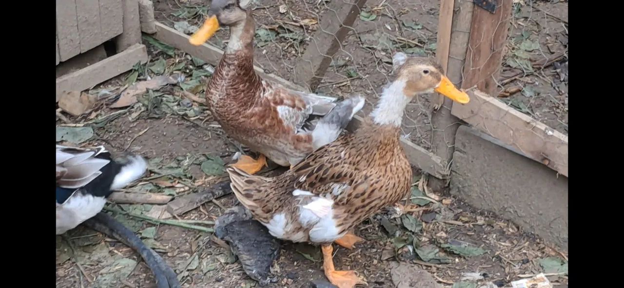 Marreco de pompom. - Foto 3