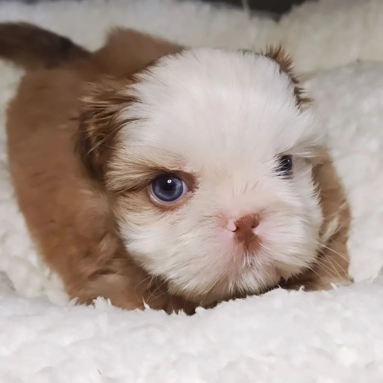 Shihtzu macho  - Foto 5