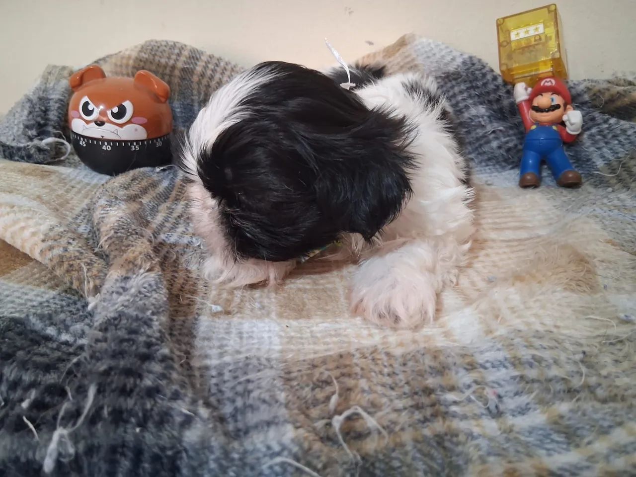 Filhote de shitzu puro - Foto 2