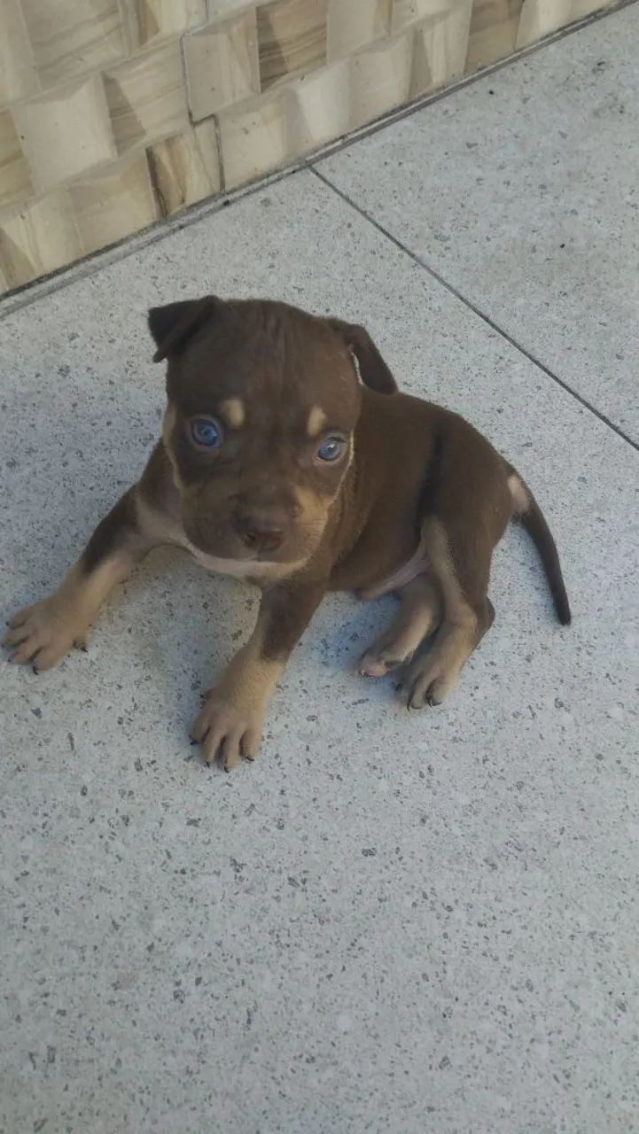 Cachorro ? - Foto 3