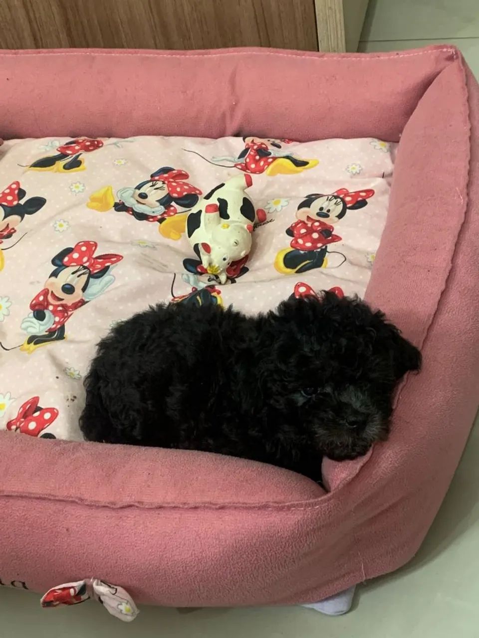 Poodle fêmea 