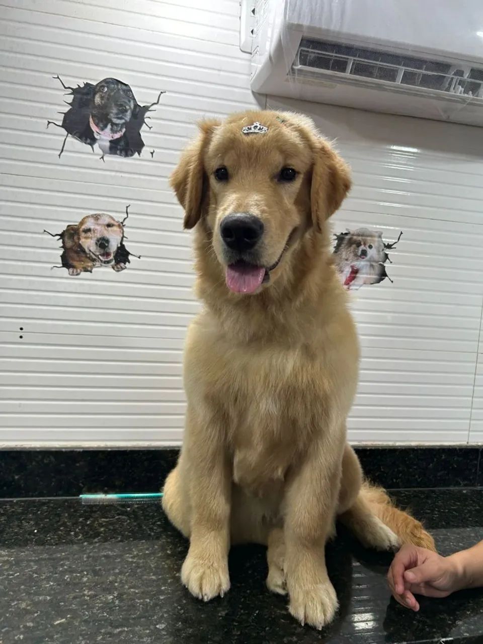Vaga de tosador e banhista de petshop