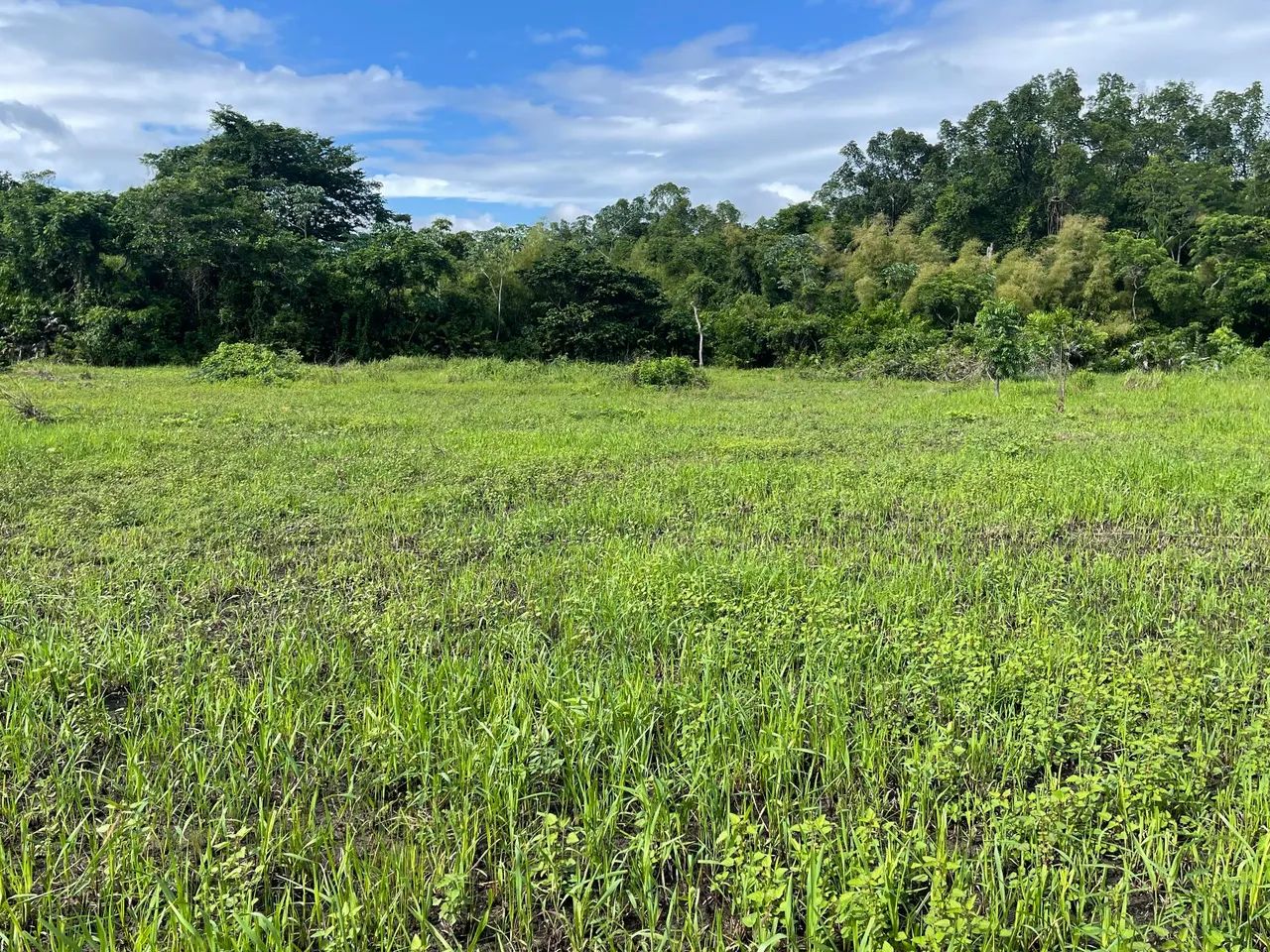 Fazenda ouro negro - Foto 3