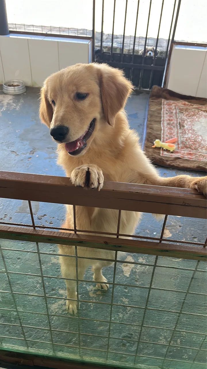 Golden  - Foto 2