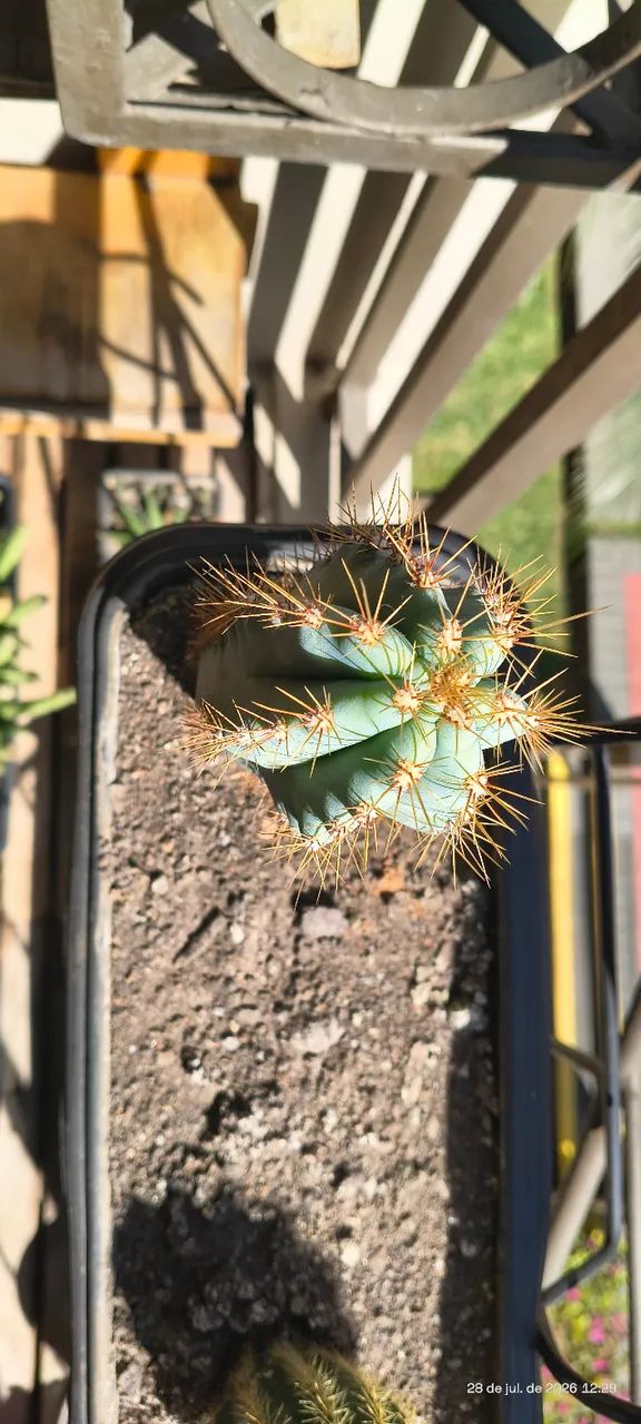 Cacto Azul (Flor Amarela)  - Foto 3