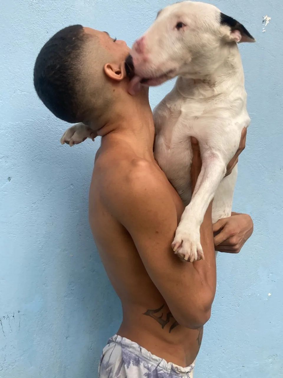 Bull terrier inglês  - Foto 2