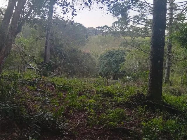 Chácara (terreno) - Foto 4