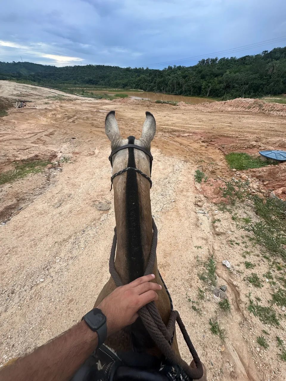 Égua Mangalarga - Foto 2