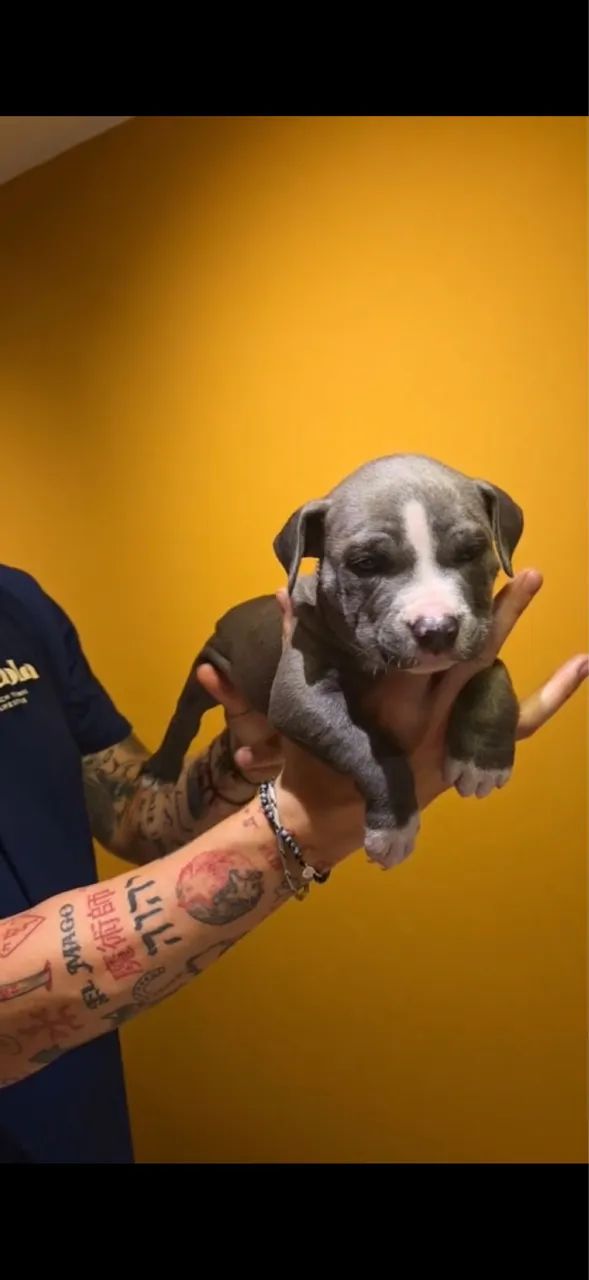 American Bully  - Foto 5