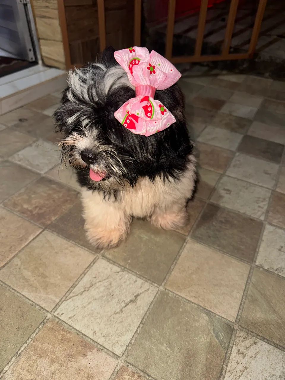 Cachorra Lhasa apso  - Foto 4