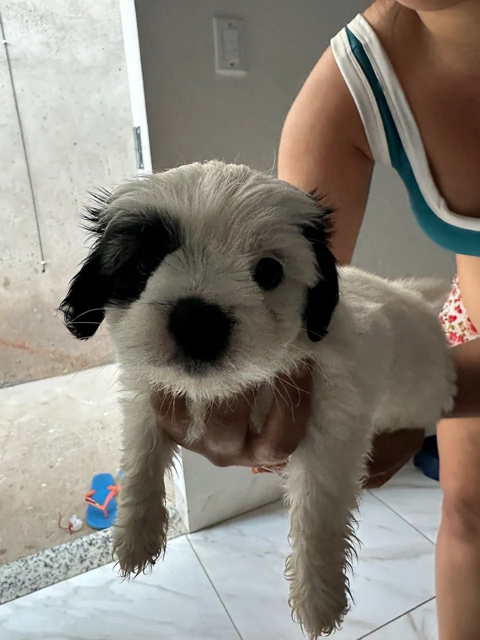 Filhotes shih tzu  - Foto 2